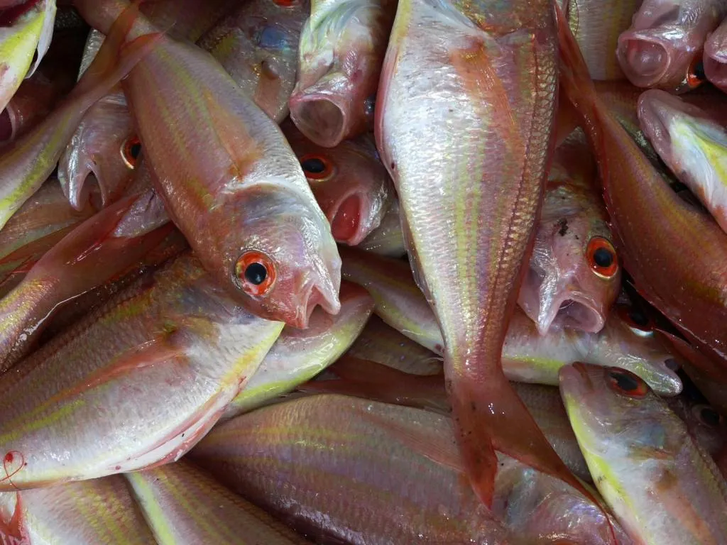 Have You Had a Chinese Learning Wet Fish Moment?